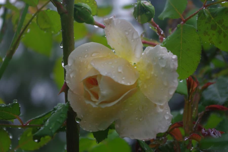Parfum Jardin des roses — flacon NeZ ZeN