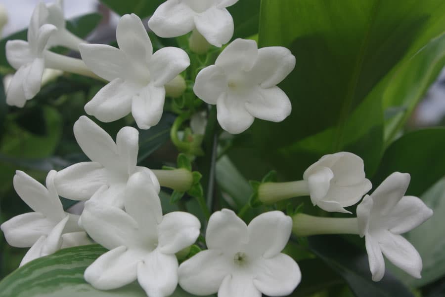 Parfum Jasmin d'été — flacon NeZ ZeN